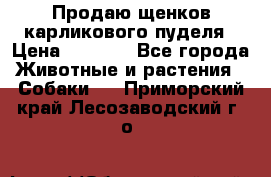Продаю щенков карликового пуделя › Цена ­ 2 000 - Все города Животные и растения » Собаки   . Приморский край,Лесозаводский г. о. 